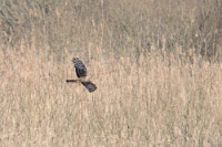 29403 Circus cyaneus (Albanella reale, femmina)